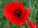 Mohn01