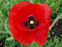 Mohn02