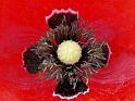 Mohn03