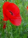 Mohn04