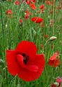 Mohn05