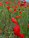 Mohn06