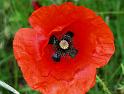 Mohn07