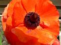 Mohn12