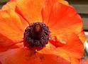 Mohn13